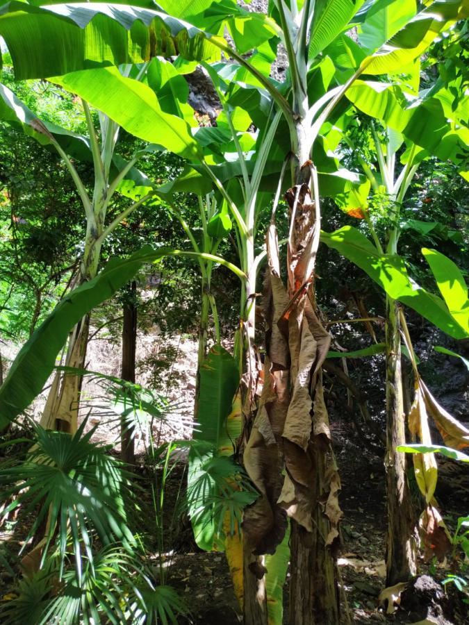 Koulè bô kay  Vila Le Carbet Exterior foto